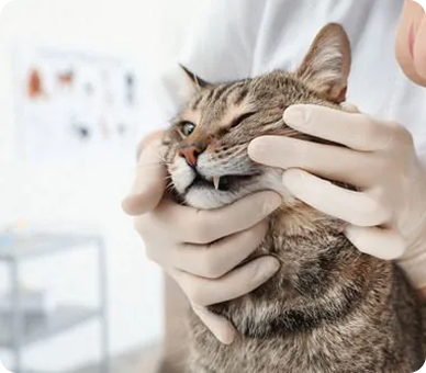 Kedi ve Köpeklerde Mama Alerjisi: Belirtiler ve Doğru Mama Seçimi