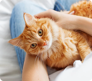 Kedi ve Köpeklere Vitamin Takviyesi Gerekli mi?