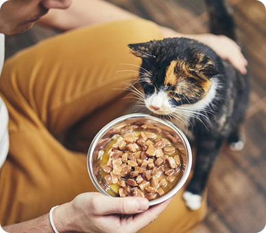 Evde köpek beslemek için dikkat etmeniz gerekenler