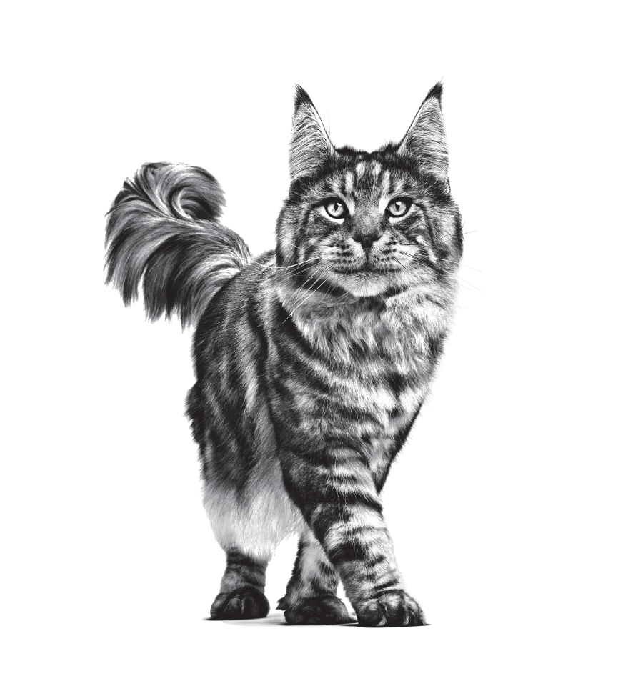 Royal Canin Diabetic Kedi Maması 1,5 kg