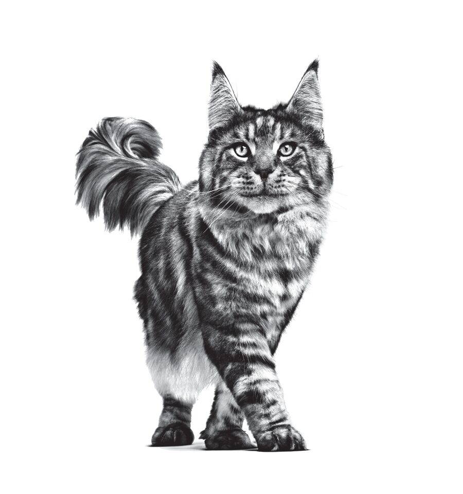 Royal Canin Satiety Weight Management Kedi Maması 1,5 kg