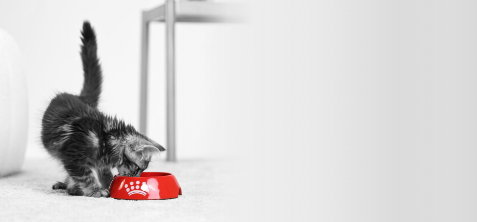 Royal Canin Renal Select Kedi Maması 2 kg