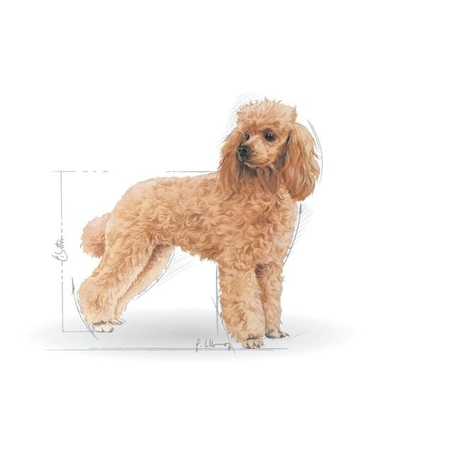 Royal Canin Adult Poodle Köpek Maması 3 kg – Poodle Irkı İçin Tüy & Deri Desteği