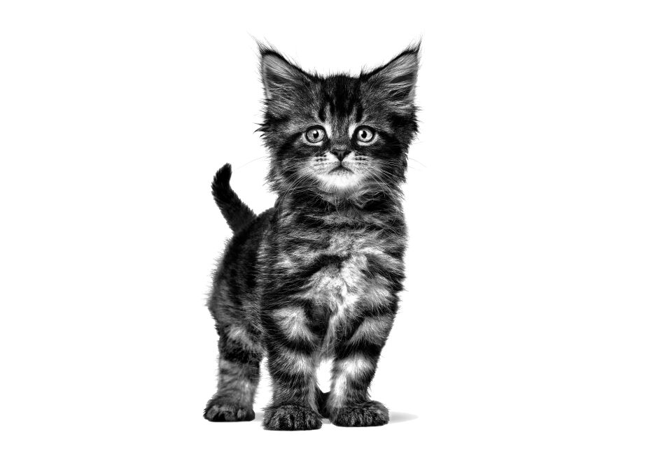 Royal Canin Gastrointestinal Kitten Kedi Maması 195 gr