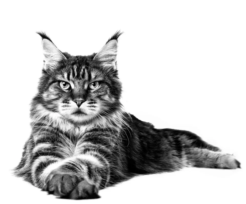 Royal Canin Urinary S/O 7 kg Kedi İdrar Yolu Desteği