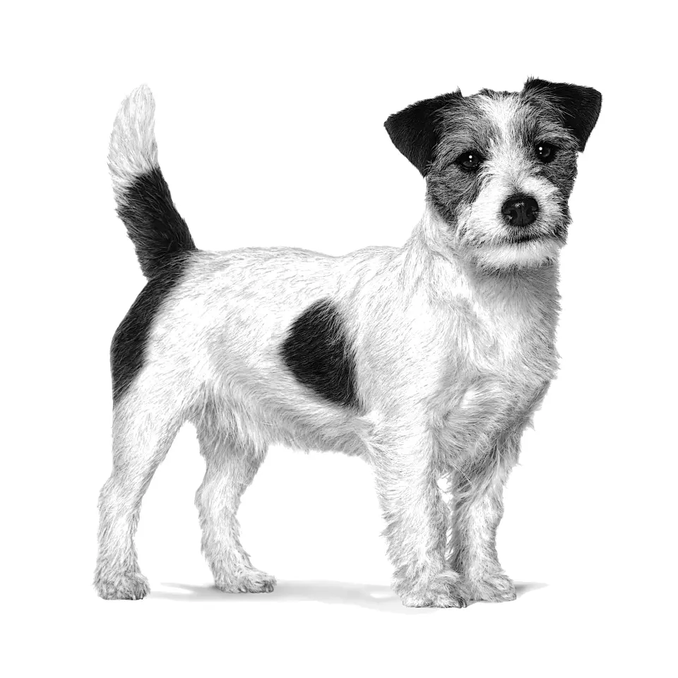 Royal Canin Adult Small Dog Köpek Maması 4 kg Büyük Irklar İçin Dengeli Enerji & Kas Koruması