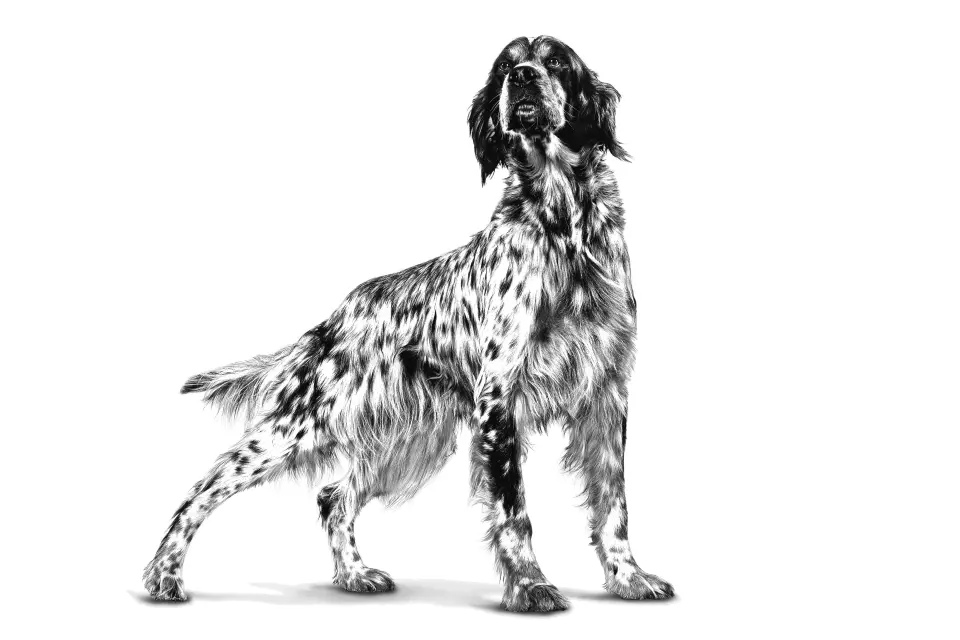 Royal Canin Diabetic Köpek Maması 7 kg Diyabet Destekli Kuru Mama