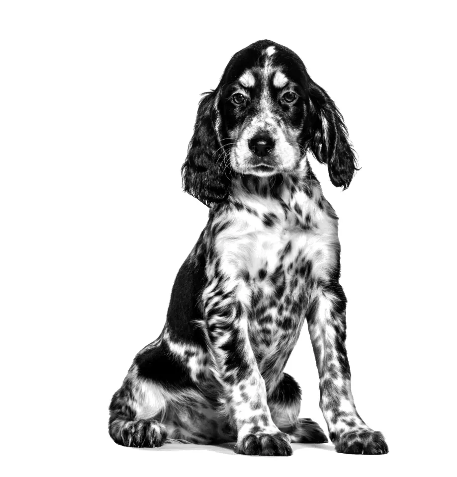 Royal Canin Gastrointestinal Puppy Köpek Maması 195gr Hassas Sindirime Özel Yavru Köpek Maması