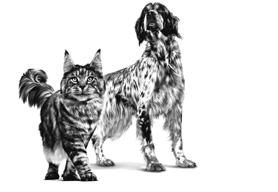 Royal Canin Recovery Kedi & Köpek Maması 195gr Kedi ve Köpekler İçin Beslenme Desteği