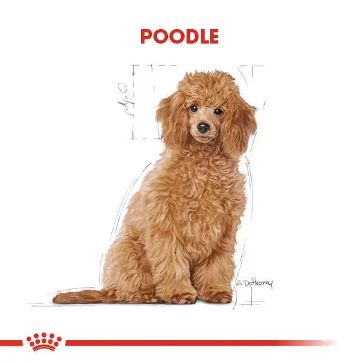 Royal Canin Poodle Puppy Köpek Maması 3 kg  Sağlıklı Büyüme & Tüy Desteği