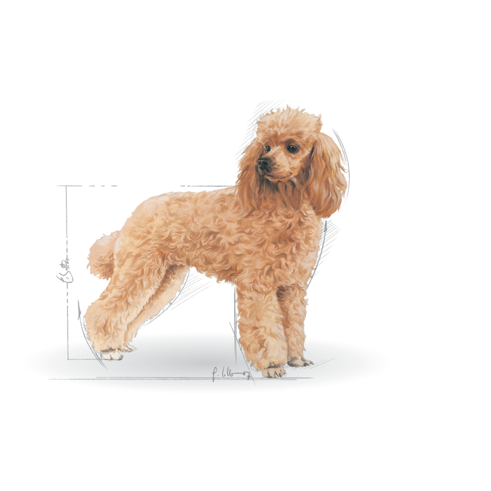 Royal Canin Adult Poodle Köpek Maması 85 gr x 12 Adet – Poodle Irkı İçin Tüy & Deri Desteği