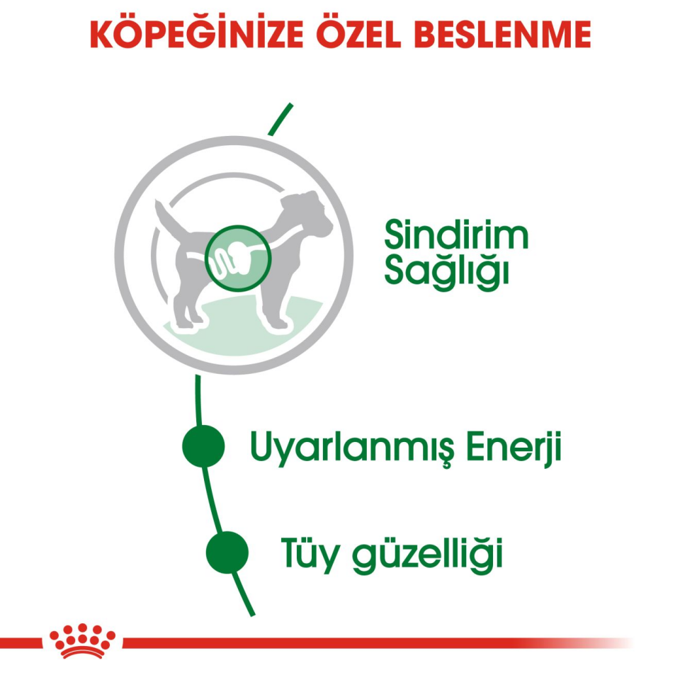 Royal Canin Mini Adult S Köpek Maması 85 gr x 12 Adet Mini Irk Yetişkin Köpekler İçin Tam ve Dengeli Beslenme