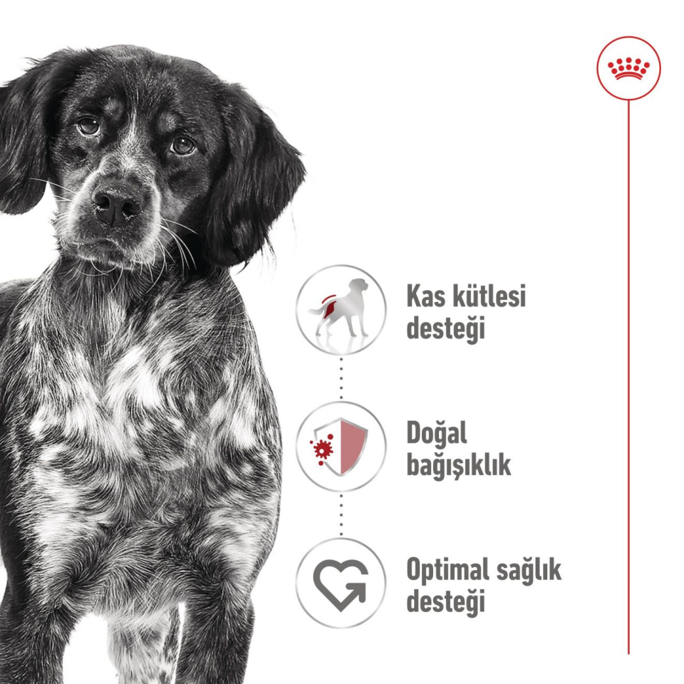 Royal Canin Medium Adult Köpek Maması 410 gr Orta Irk Yetişkin Köpekler İçin Konserve Mama