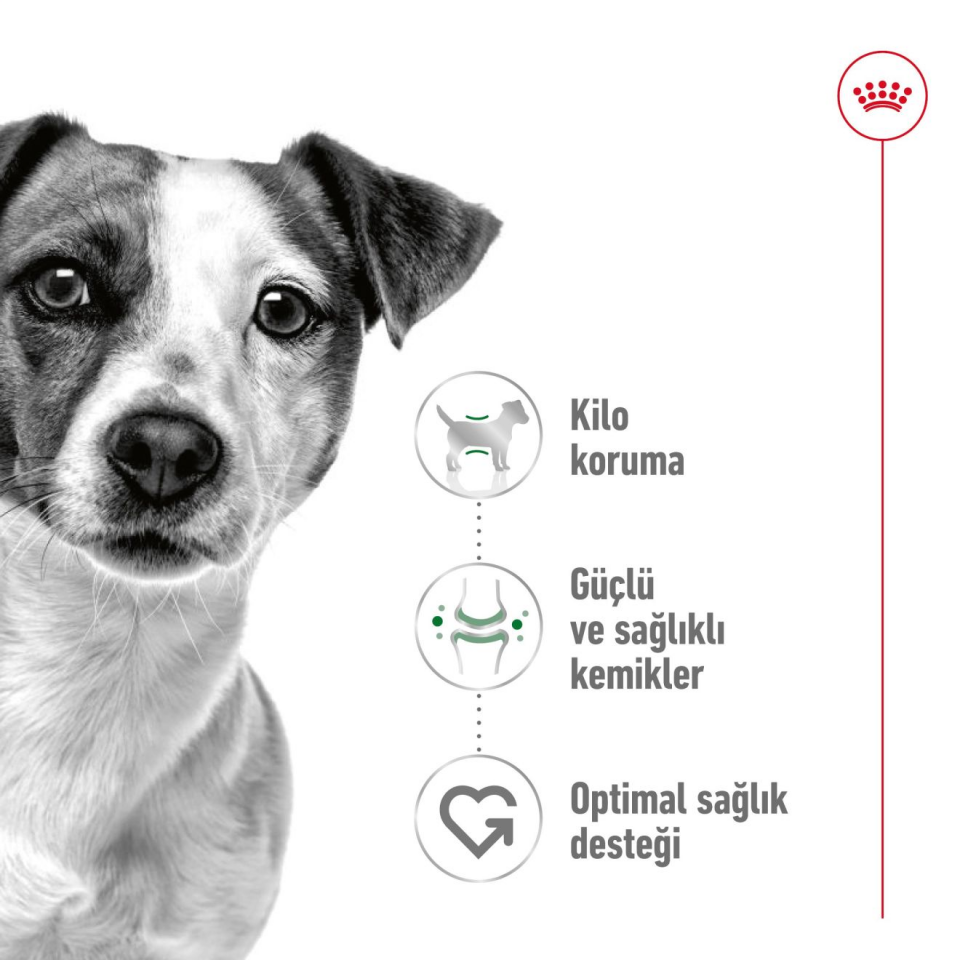 Royal Canin Mini Adult Köpek Maması 4 kg Mini Irk Yetişkin Köpekler İçin Tam ve Dengeli Beslenme