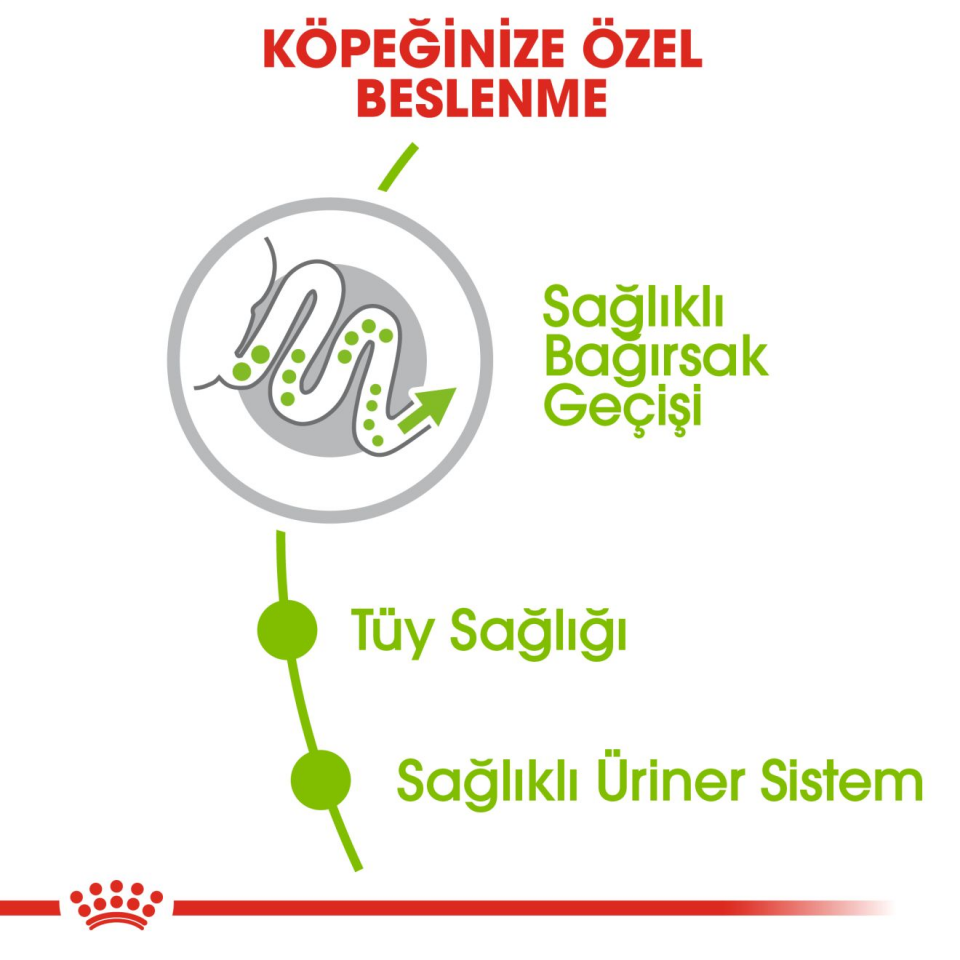 Royal Canin Xsmall Adult Köpek Maması 3 kg Küçük Irk Yetişkin Köpek Maması