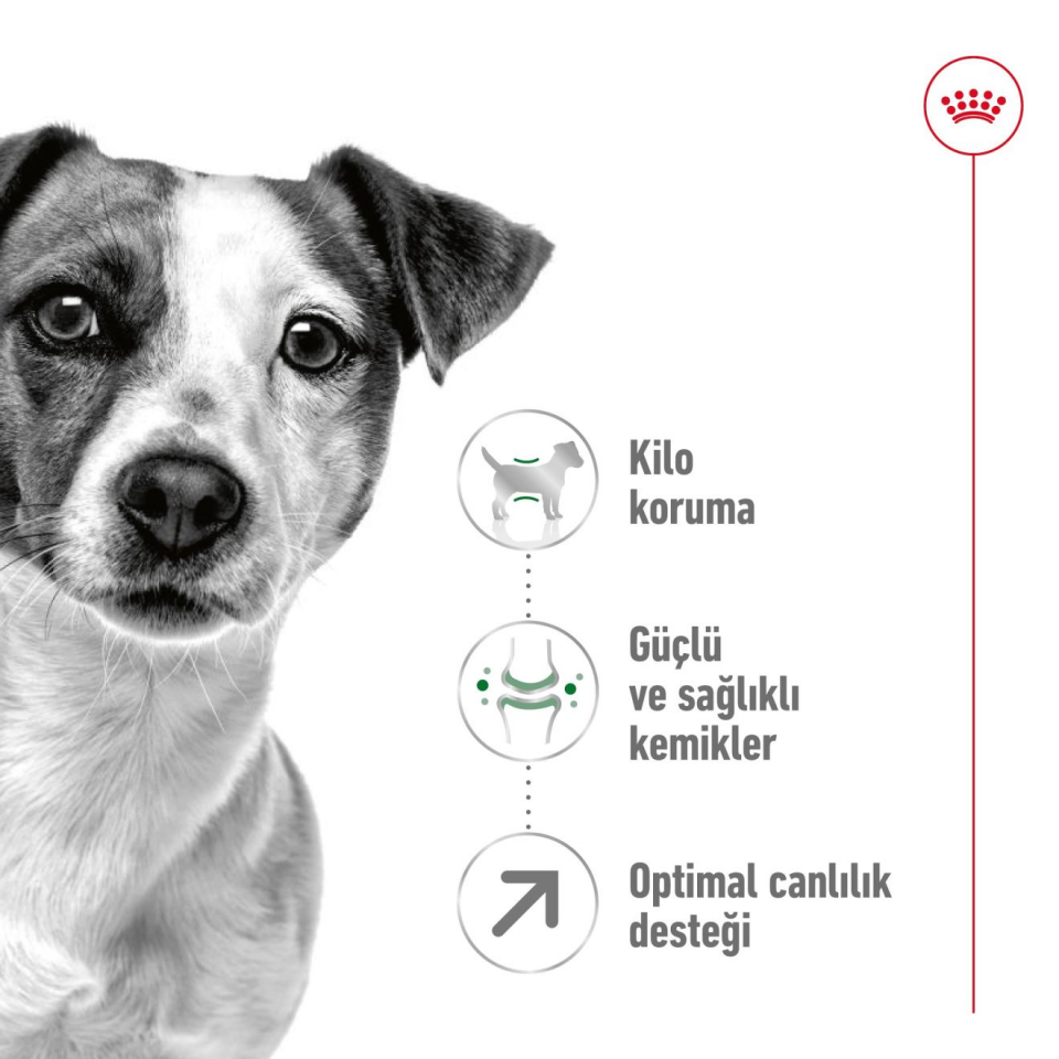 Royal Canin Mini Adult  Köpek Maması 2 kg Küçük Irk Yaşlı Köpek Maması Sindirim ve Bağışıklık Desteği