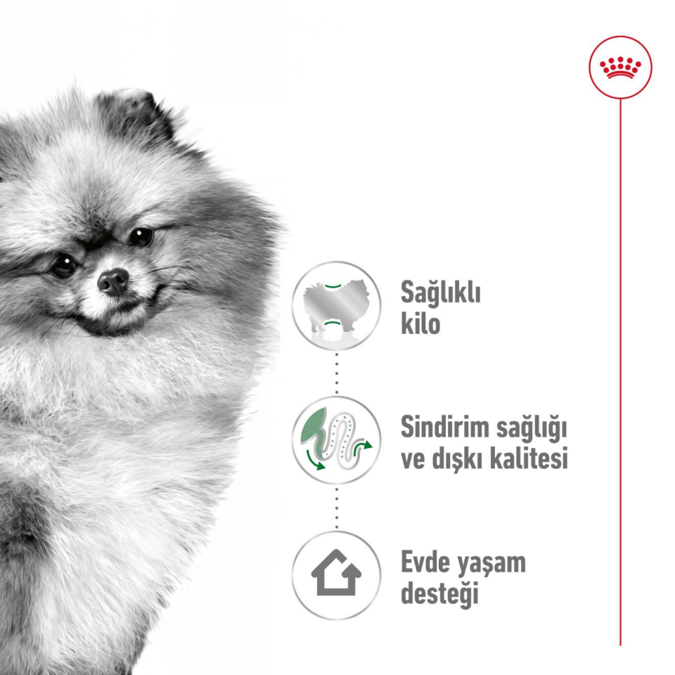 Royal Canin Mini Indoor Adult Köpek Maması 1,5 kg Küçük Irk Evde Yaşayan Yetişkin Köpekler İçin Mama