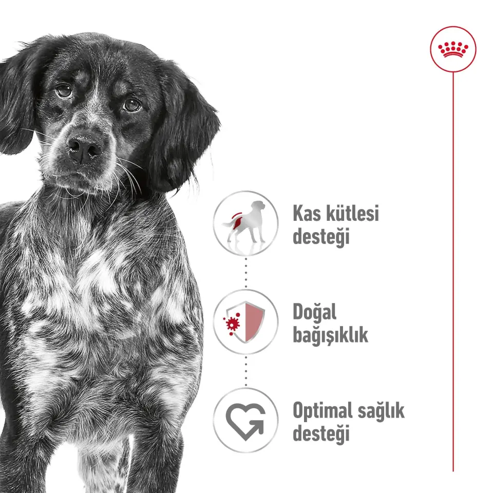 Royal Canin Medium Adult Köpek Maması 15 kg Orta Irk Yetişkin Köpekler İçin Mama