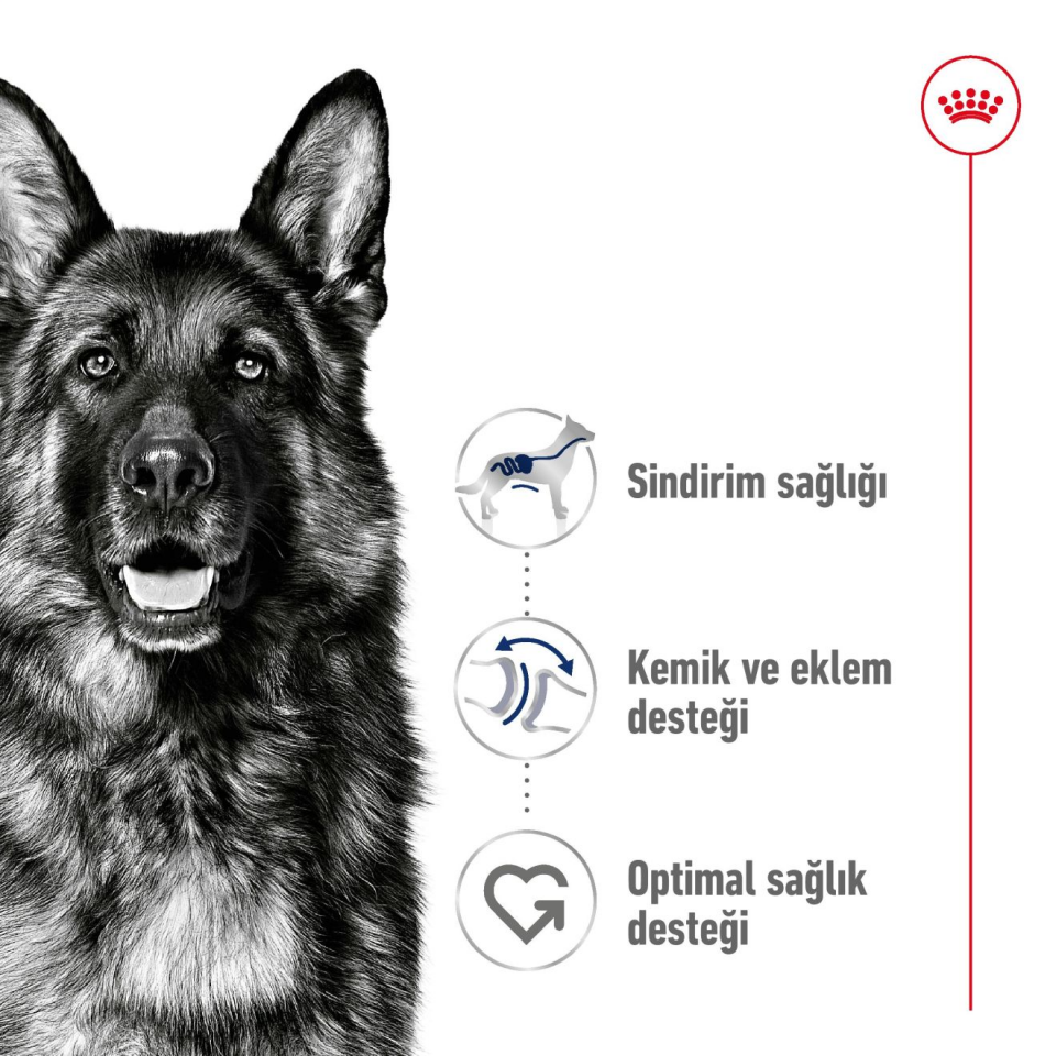 Royal Canin Maxi Adult Köpek Maması 15 kg Büyük Irk Yetişkin Köpekler İçin Kuru Mama