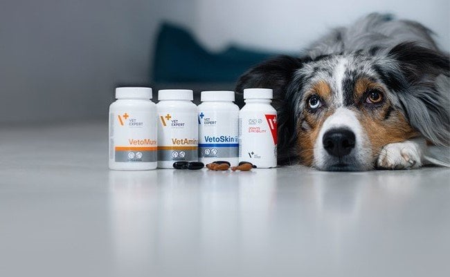 Kedi ve Köpek Destek Ürünleri