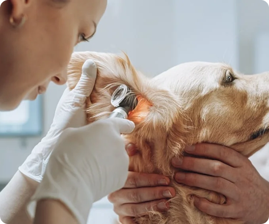 Köpek Bakımı